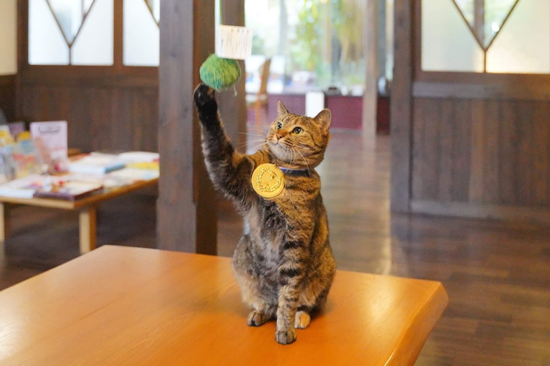 ゆずにゃん看板猫ランキング一位記念写真展開催！