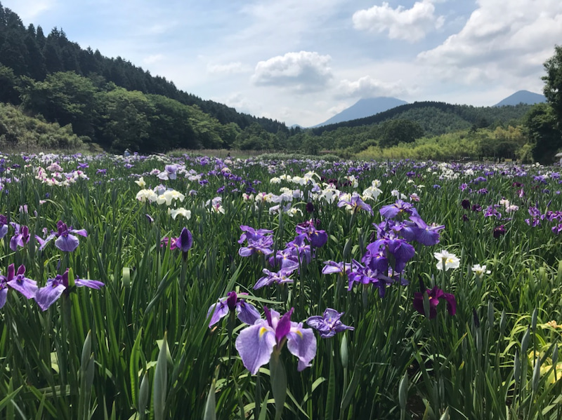 神楽女湖の菖蒲＊五分咲き