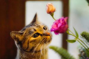 お花とゆずにゃん