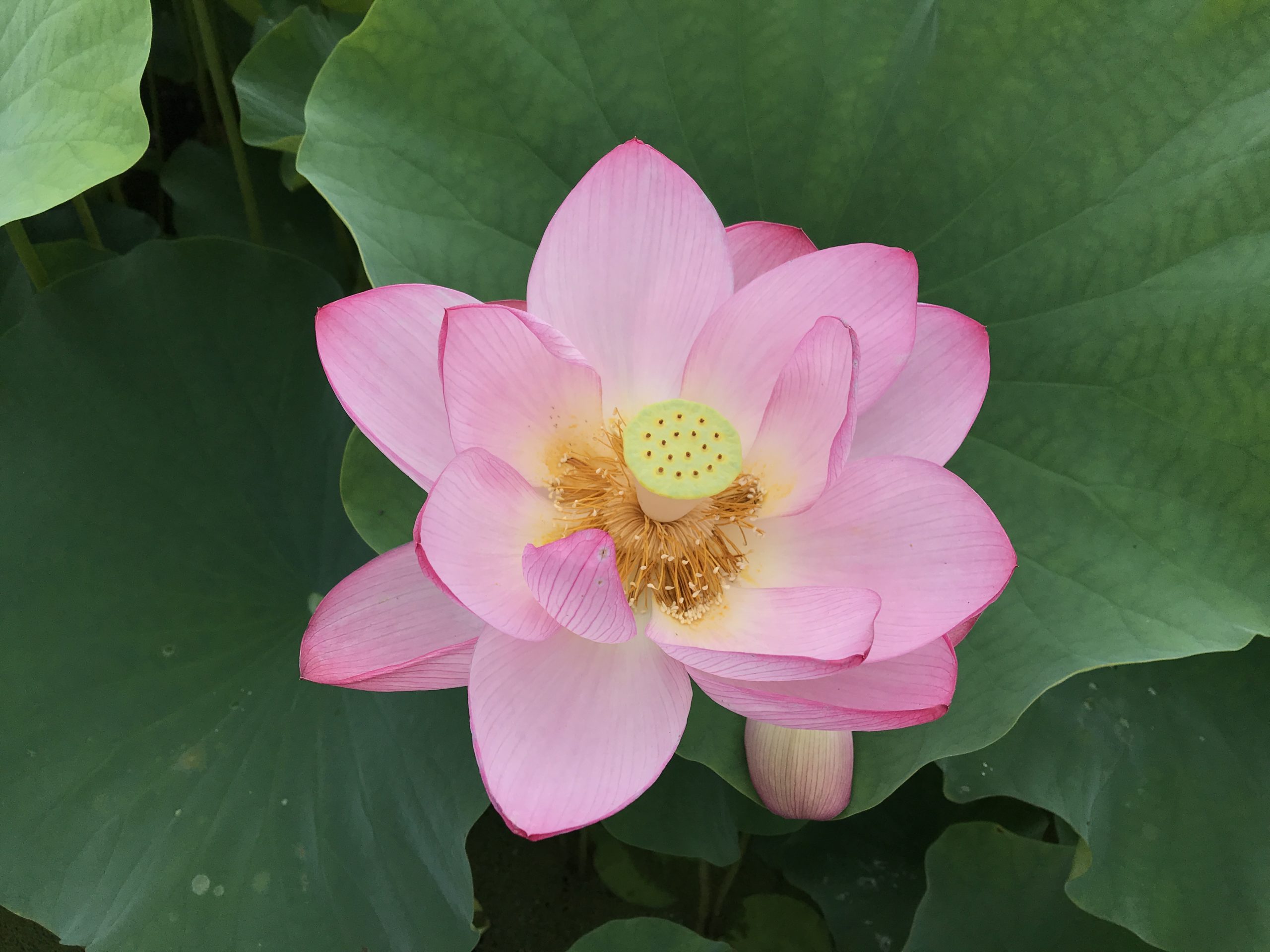 蓮の花が見ごろです☆臼杵石仏